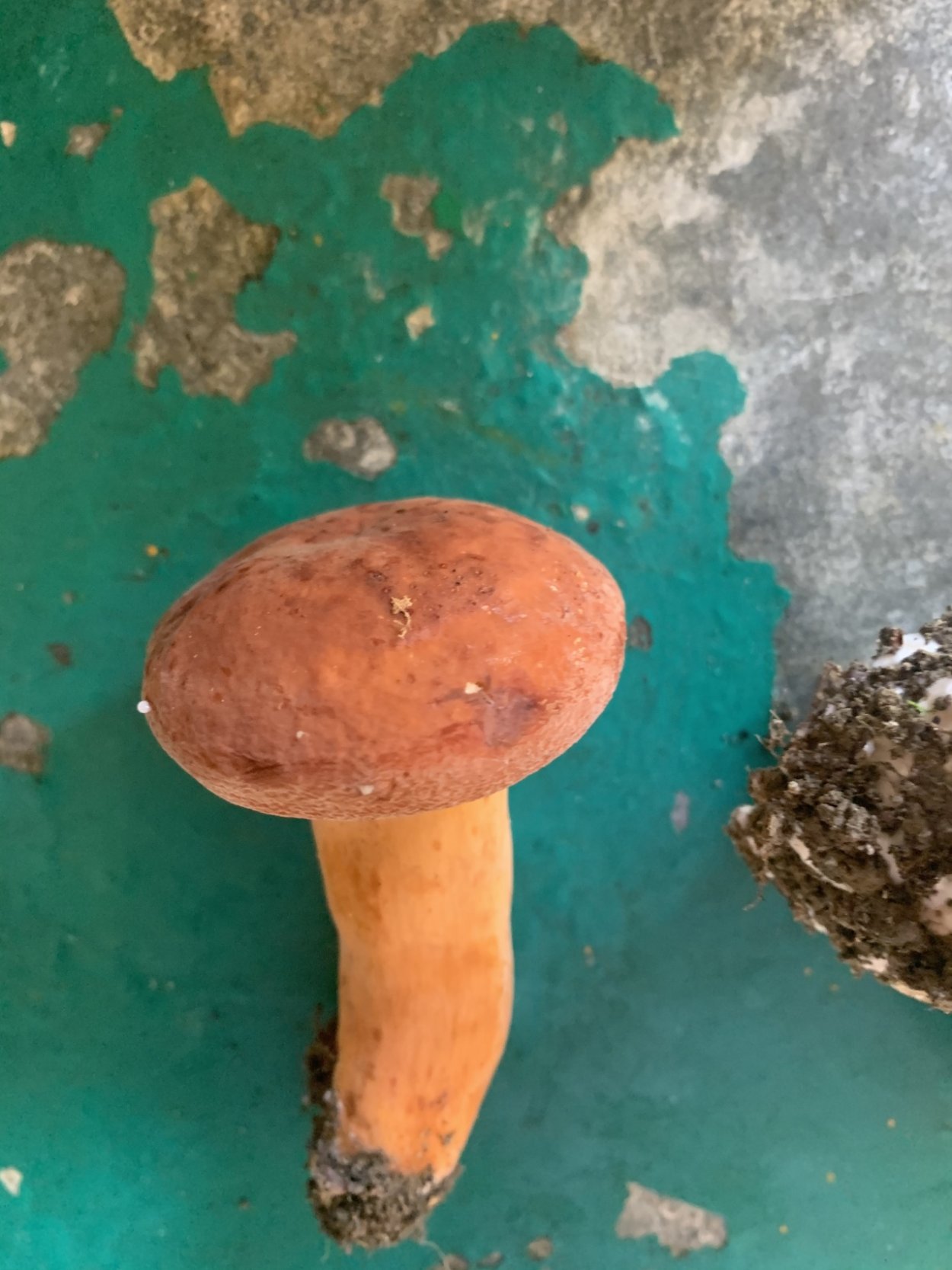 Подмолочник гриб фото польза и воздействие