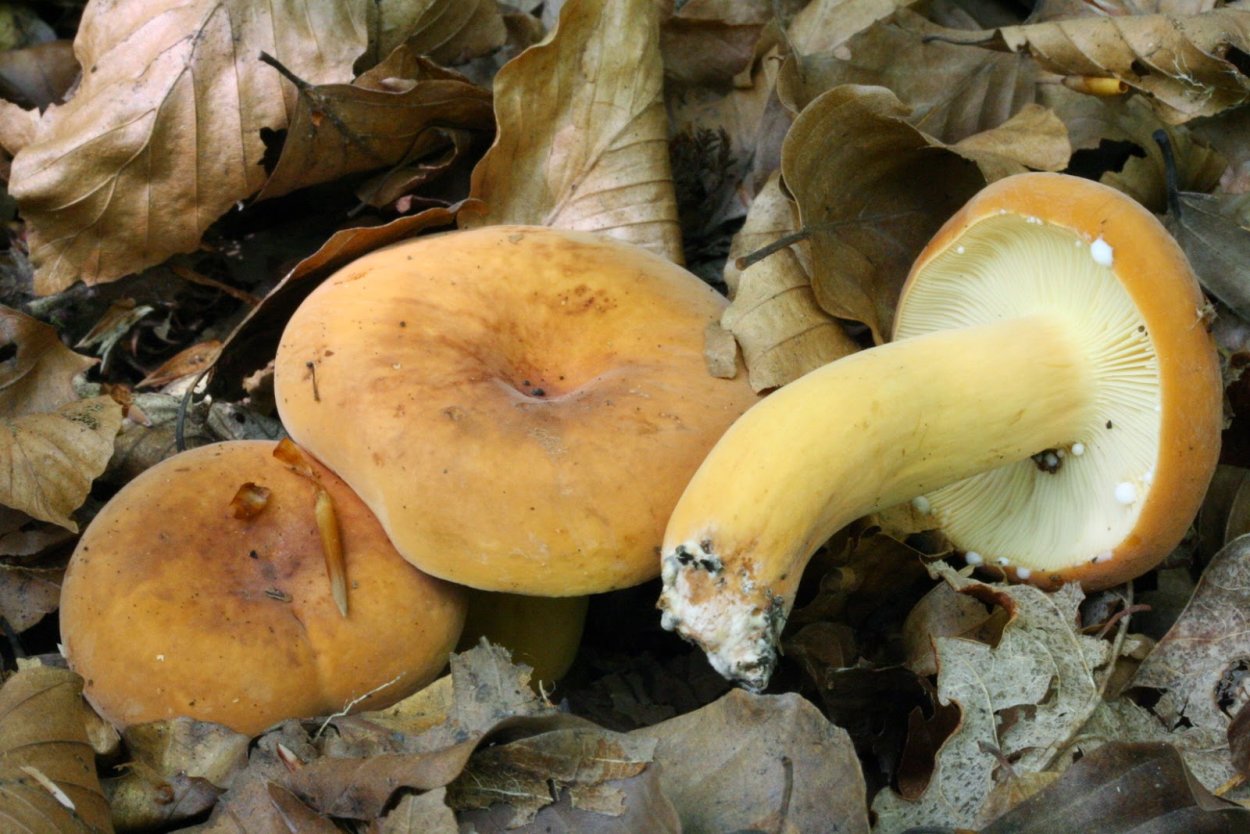 Гриб ушки подорешник Сахалинский