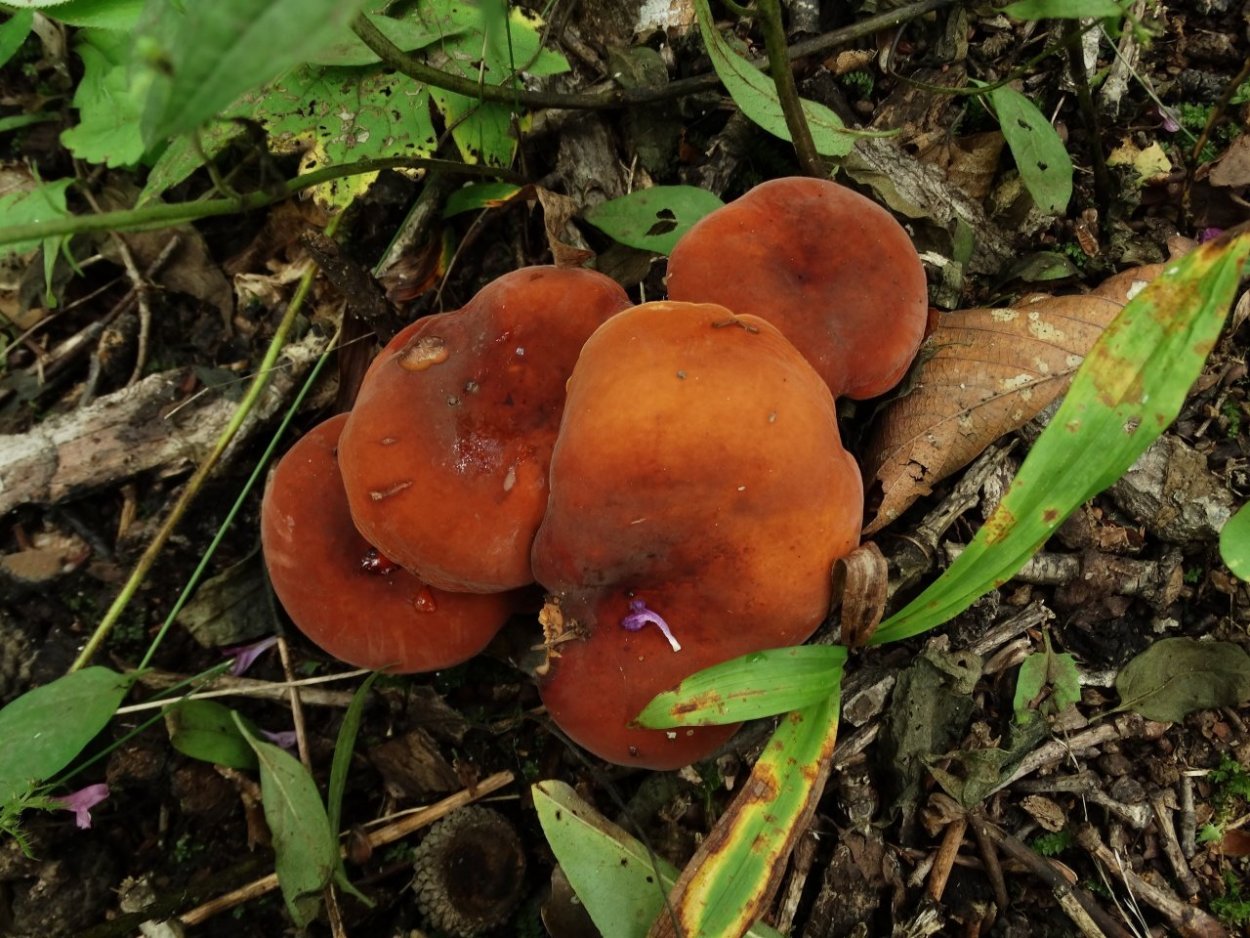 Молочай или подмолочник (Lactarius volemus)