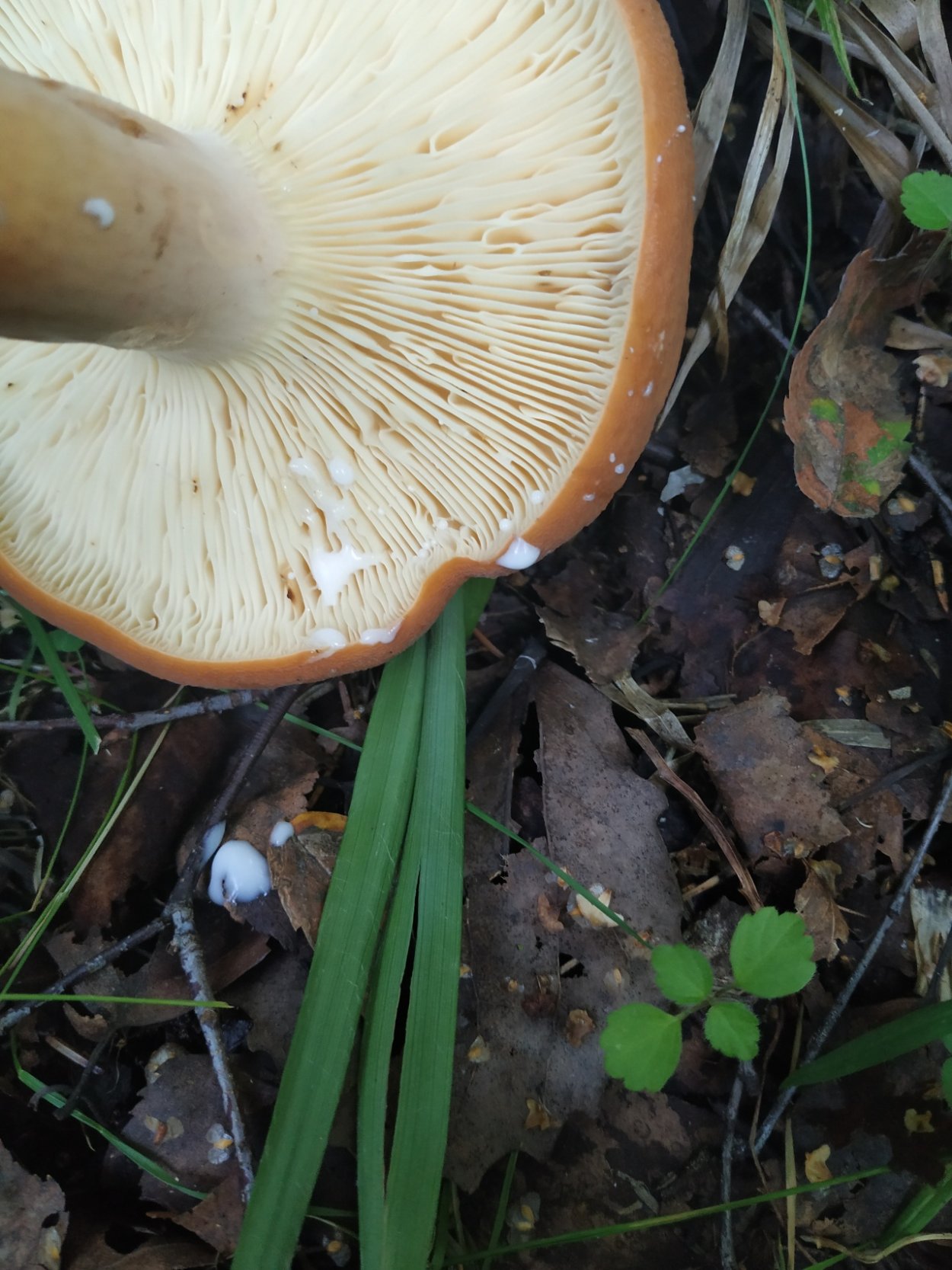 Lactarius volemus подмолочник