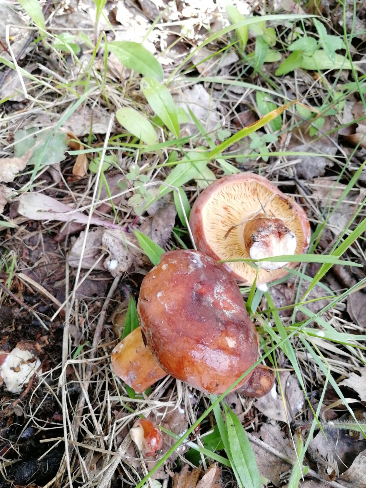 Lactarius volemus подмолочник