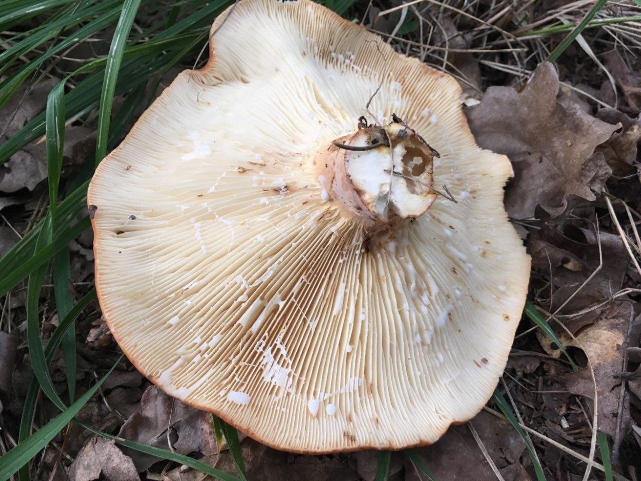 Гладыш молочай гриб