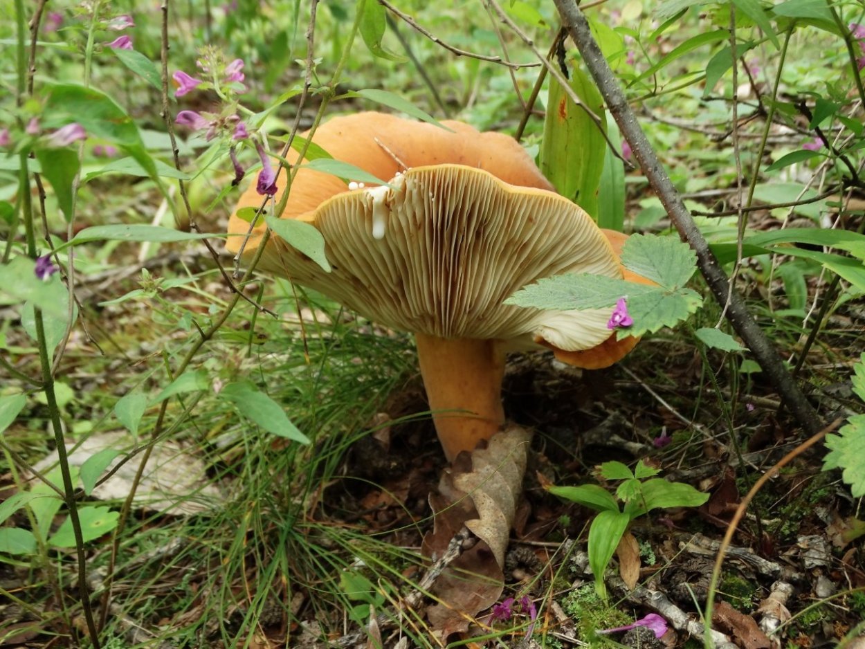 Груздь подмолочник