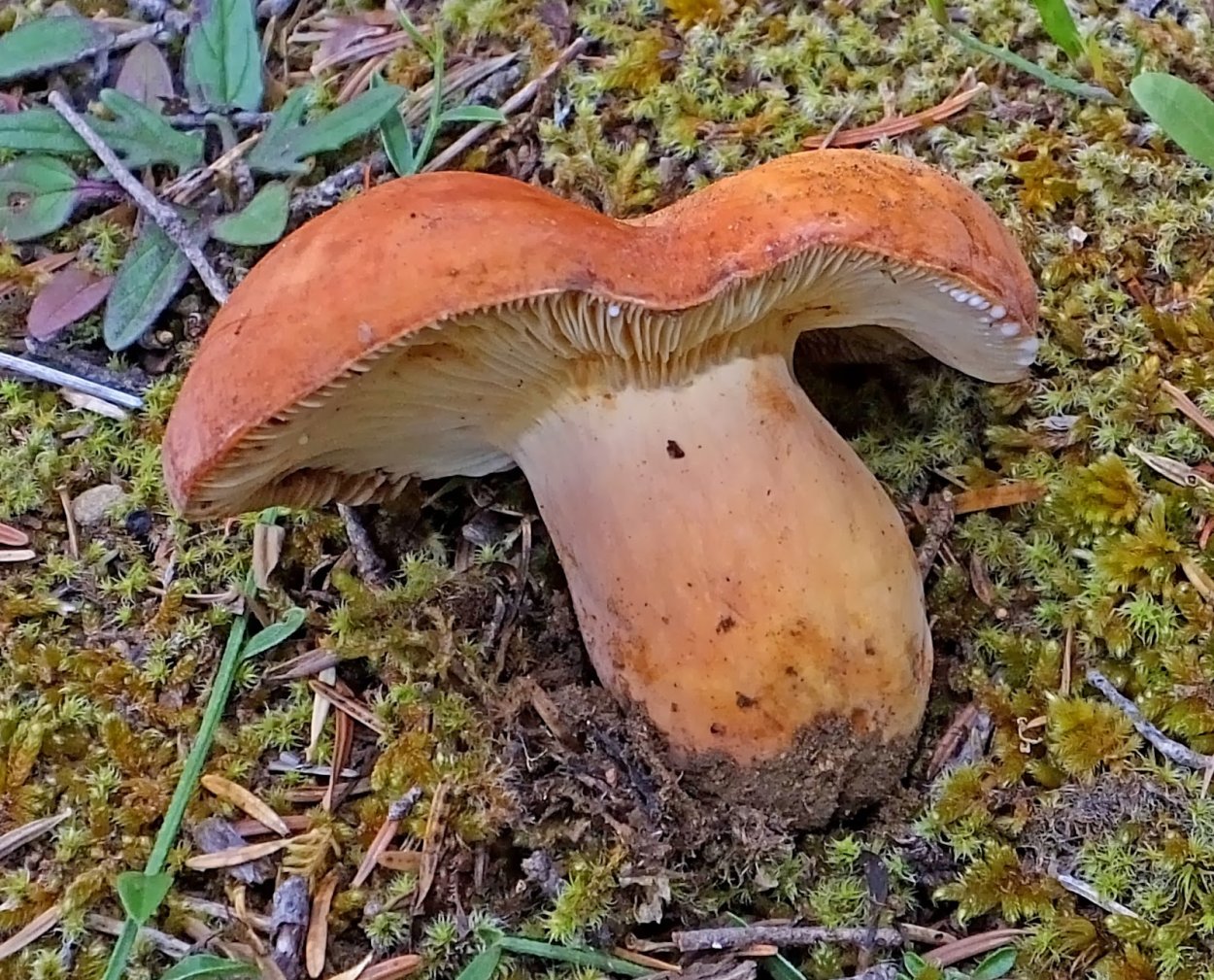 Lactarius volemus
