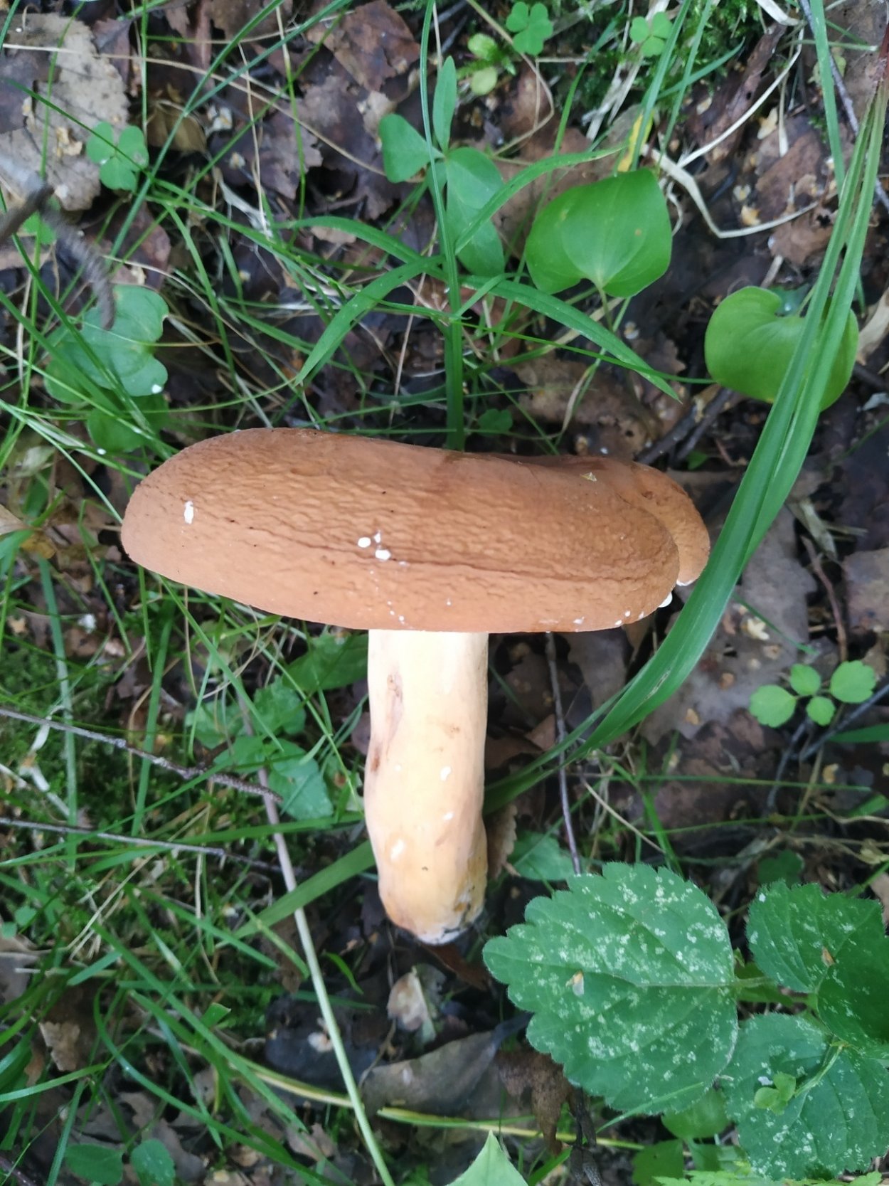 Млечник подорешник гриб