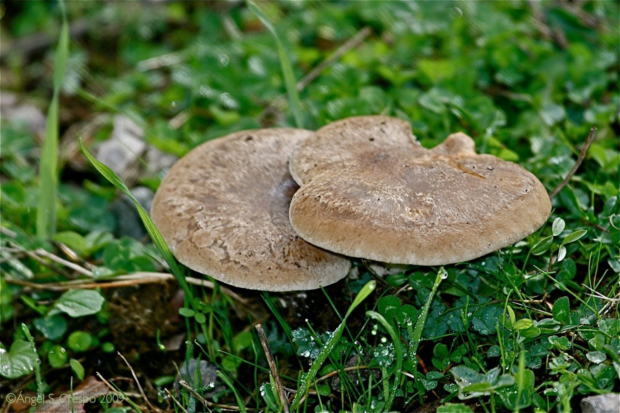 Рядовка Степная однобочка