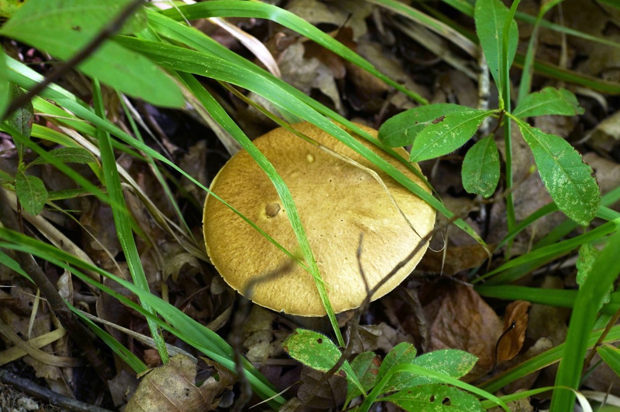 Степные грибы Кубани