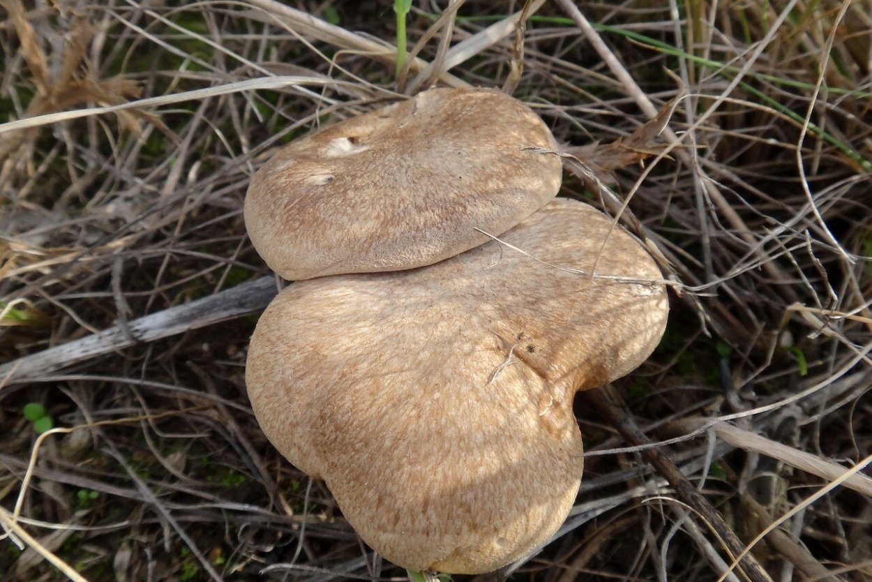 Крымская Степная однобочка гриб