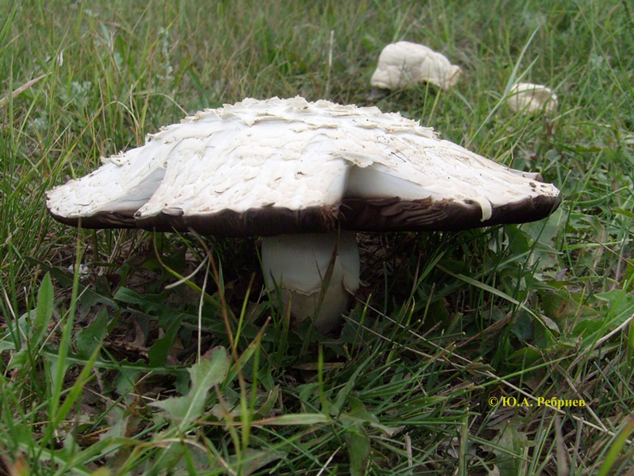 Agaricus bernardii