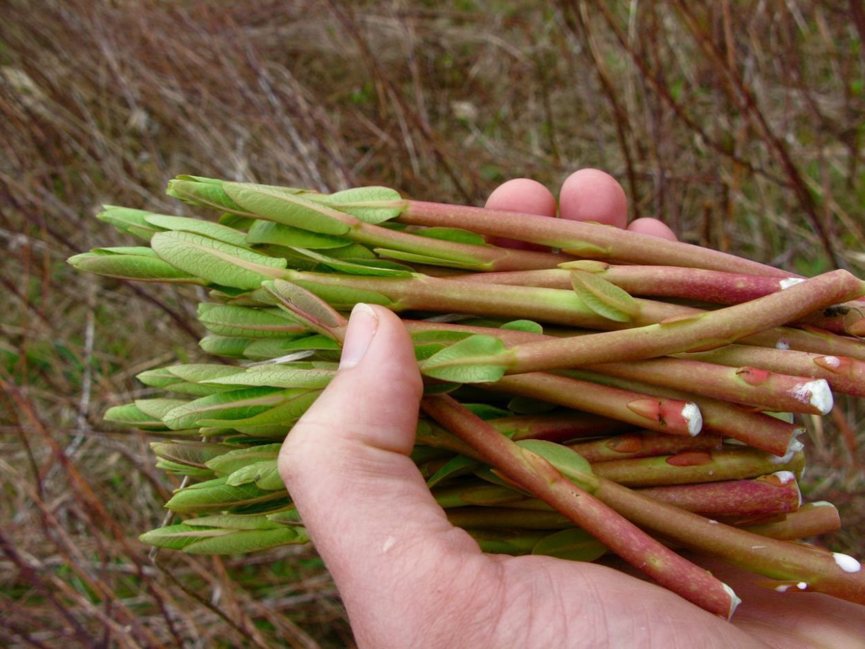 Примула первоцвет весенний