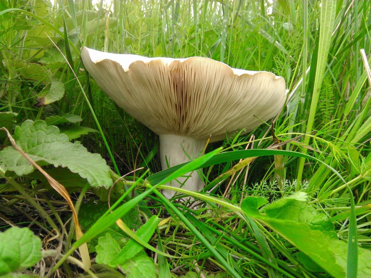 Ложносвинуха лепистовидная