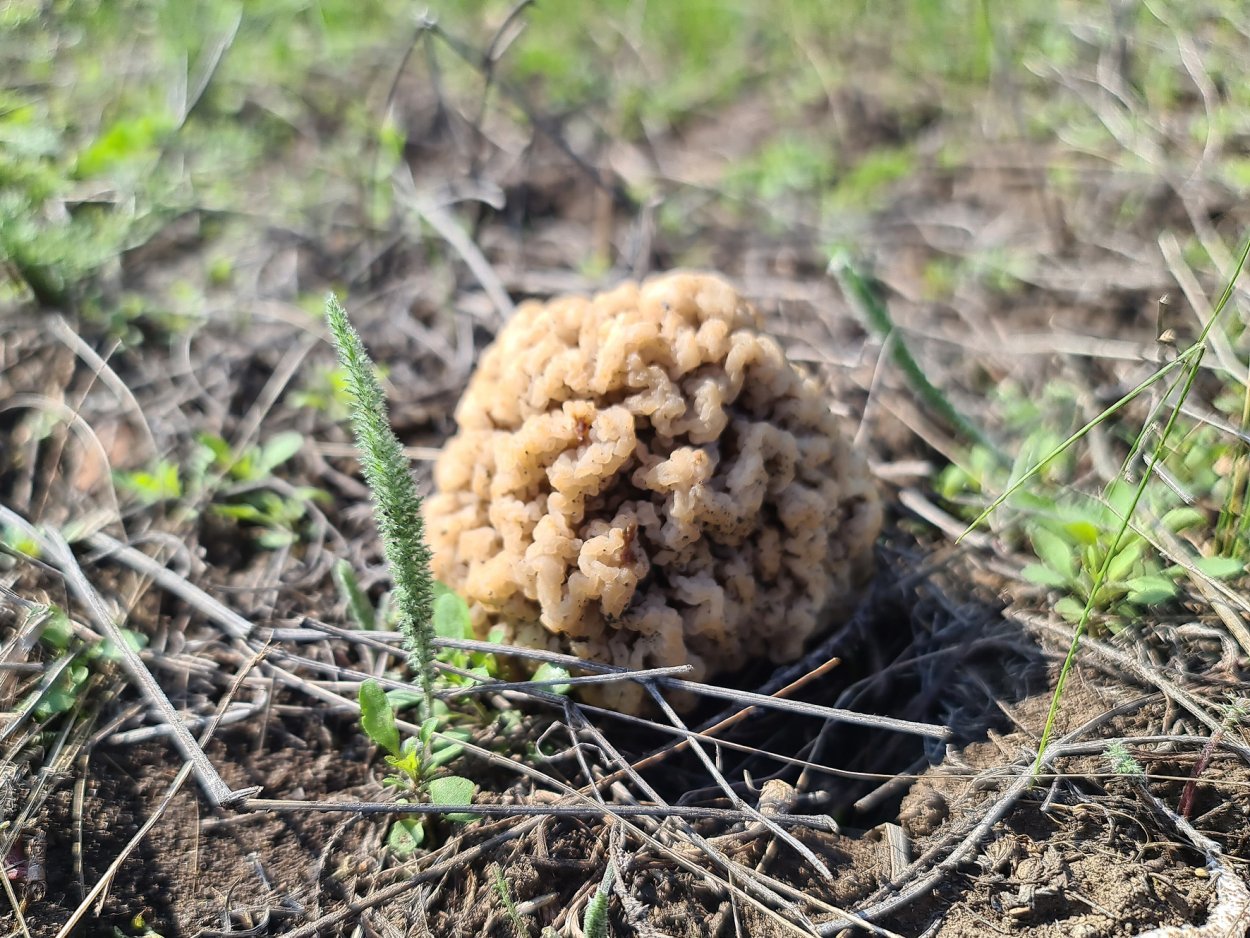 Сморчки в Ростовской области