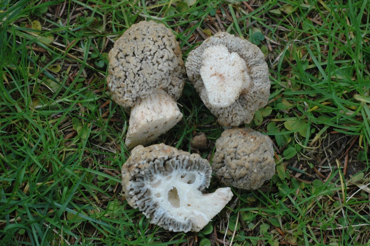 Гриб сморчок Степной