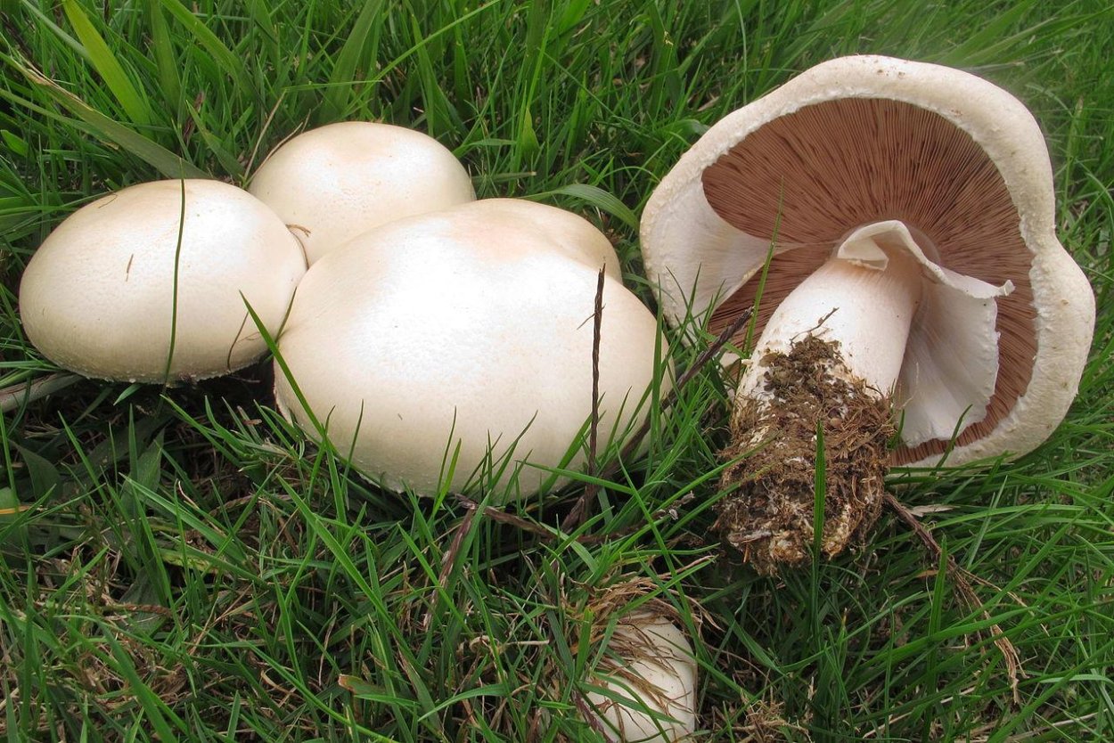 Agaricus arvensis Schaeff. — Шампиньон полевой