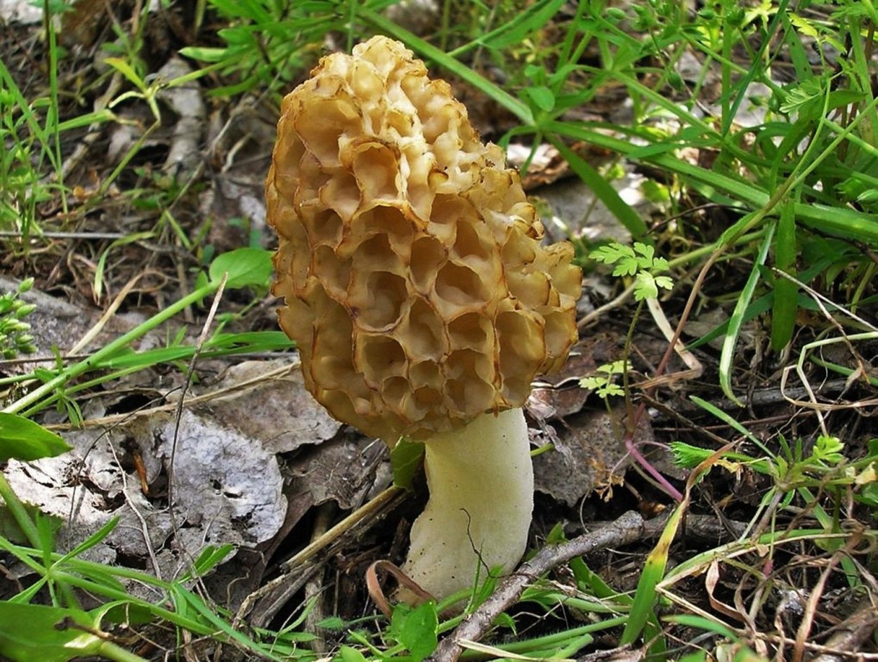 Сморчок гриб Крымский