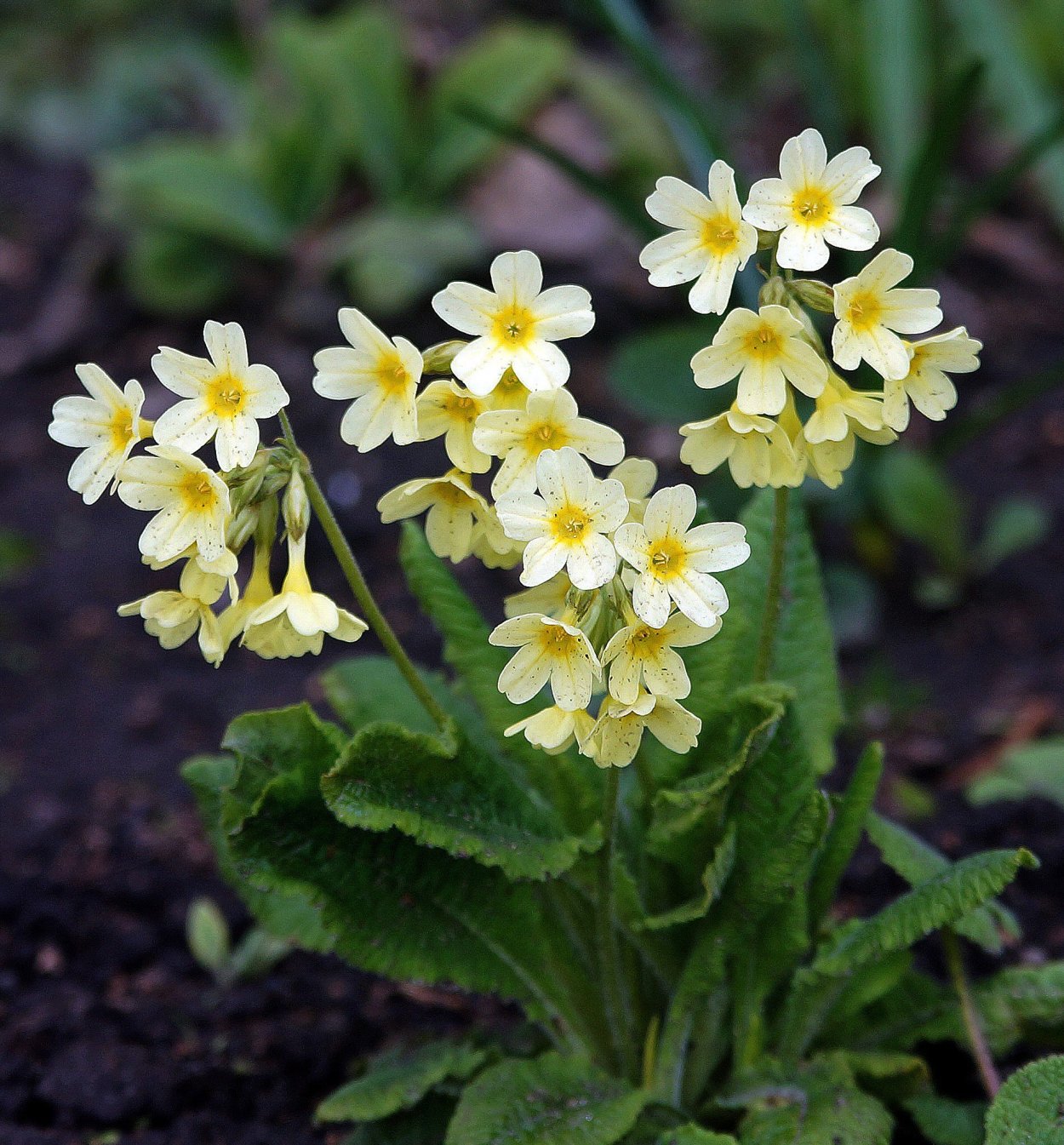 Салат из одуванчиков