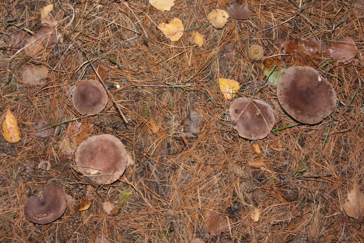 Рядовка Степная Крымская