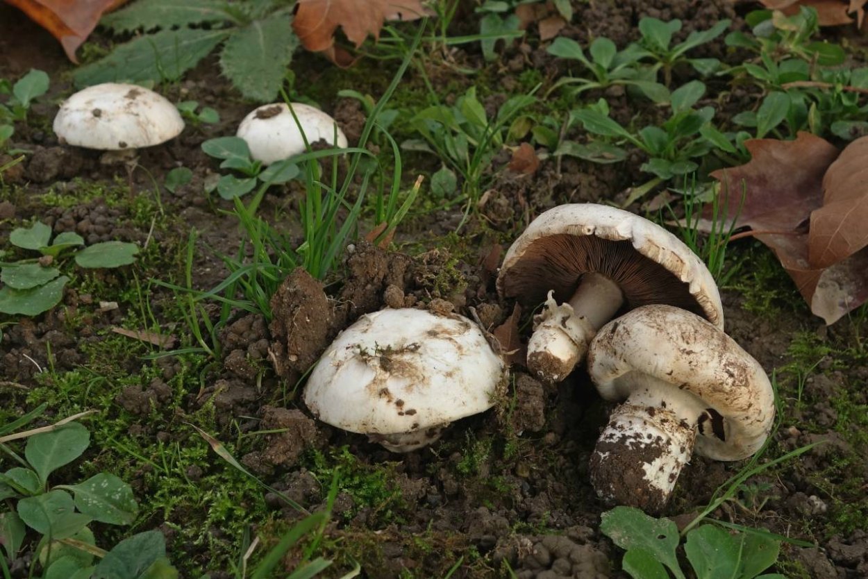 Шампиньон двукольцевой