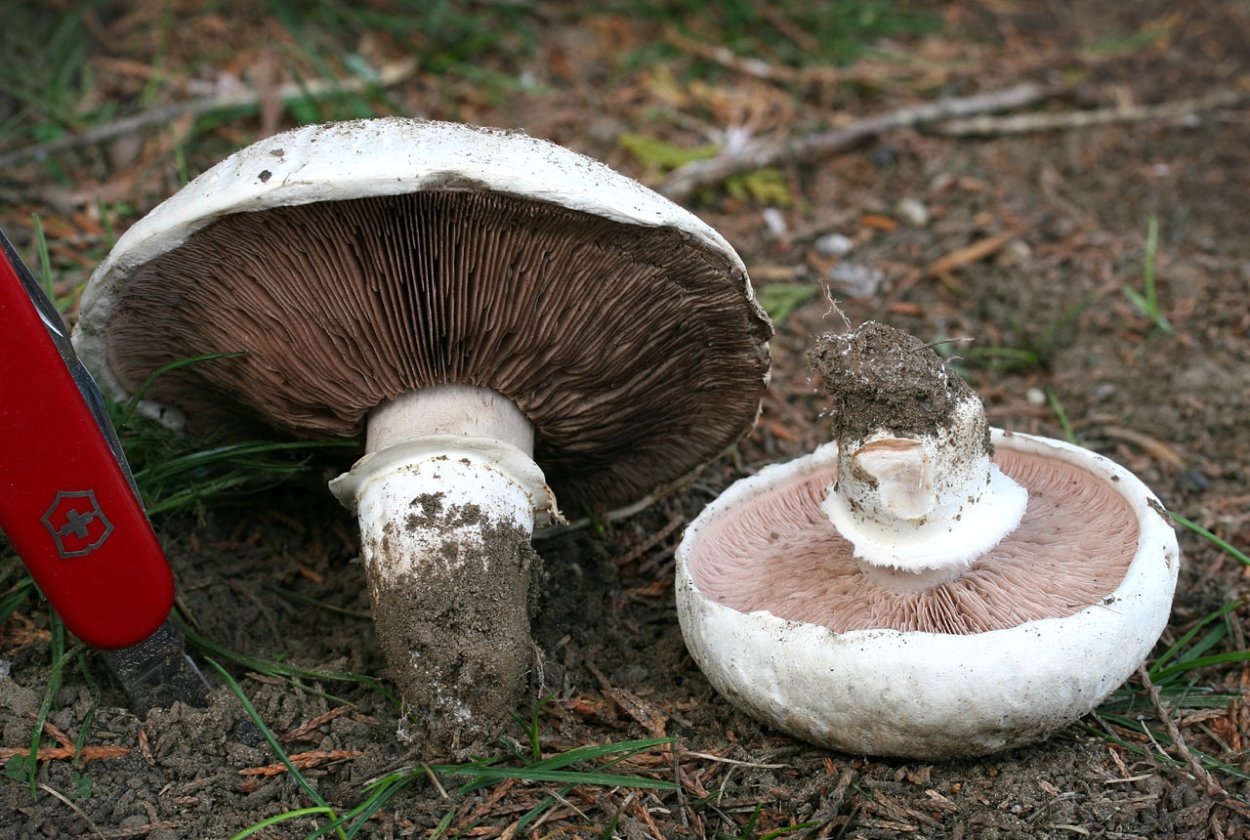 Шампиньон Бернарда (лат. Agaricus bernardii)