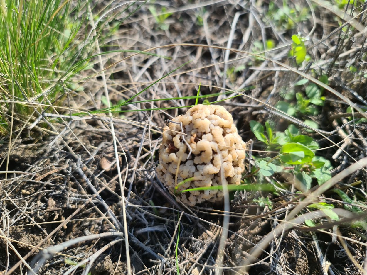 Степные грибы Ростовской области