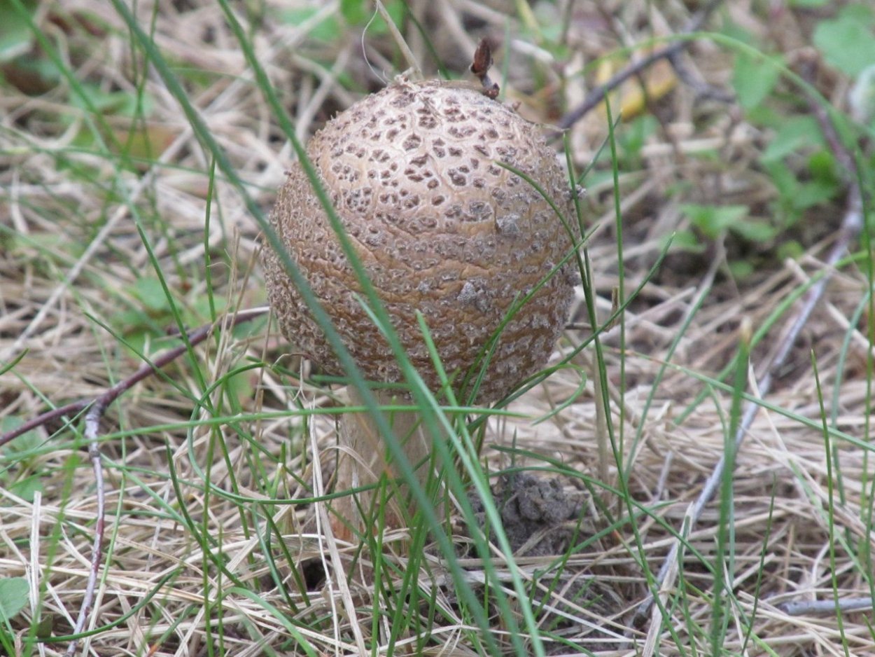 Грибы в степи