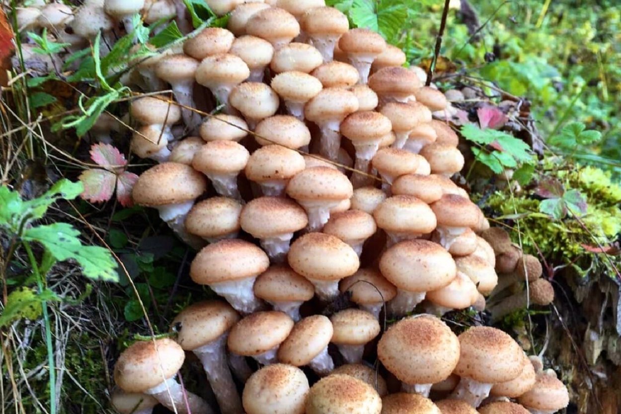 Опенок Кандоля