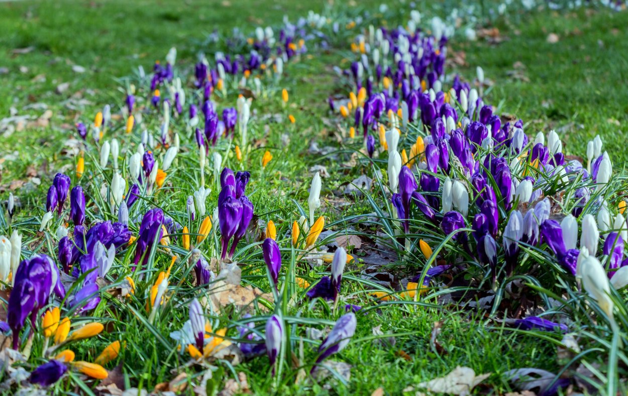 Примула подушковидная