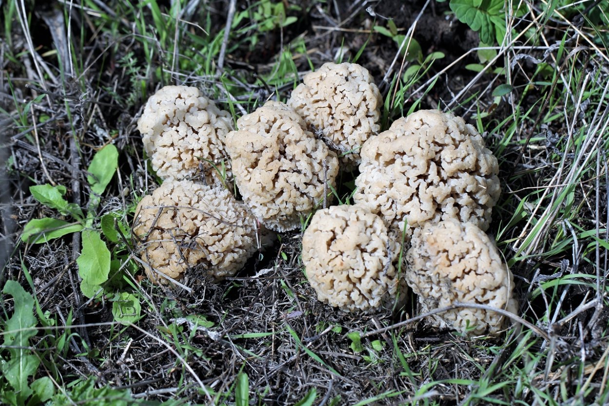 Степные сморчки в Ростовской