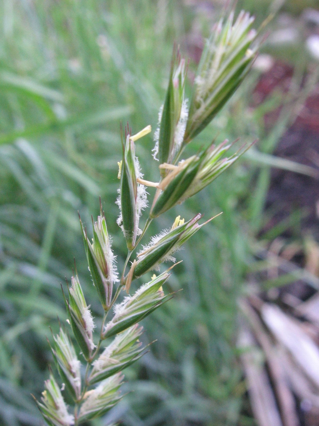 Пырей злаковый сорняк