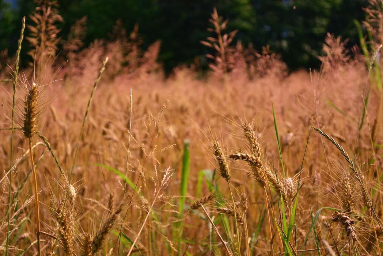 Сорняки на поле