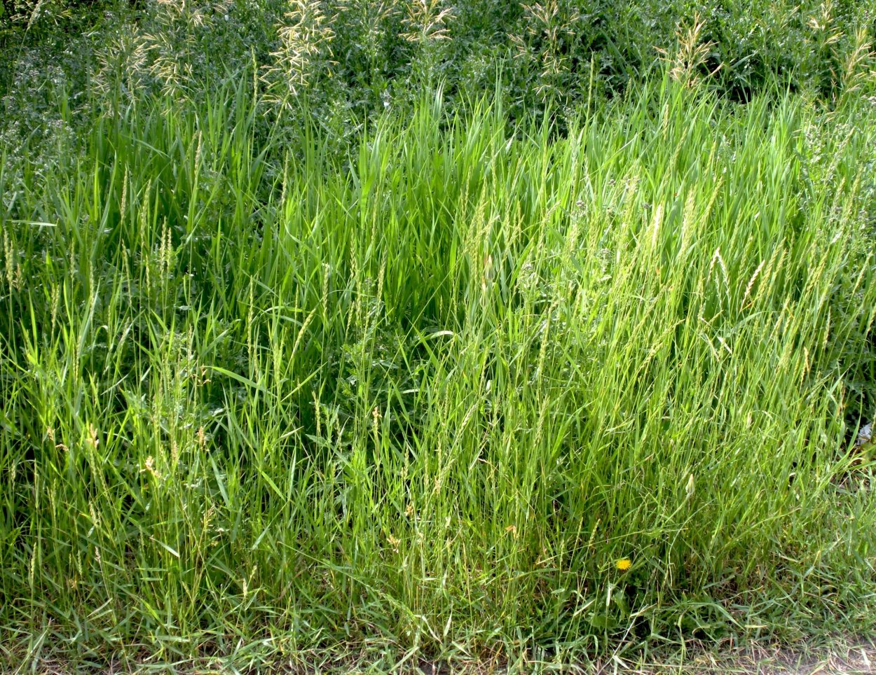 Бухарник шерстистый (Holcus lanatus)