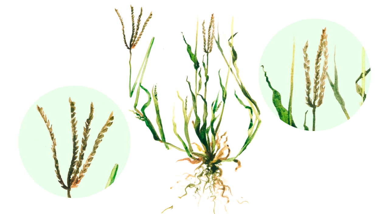 Мятлик Луговой сорняк