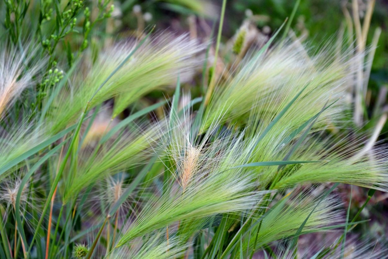 Пырей ползучий