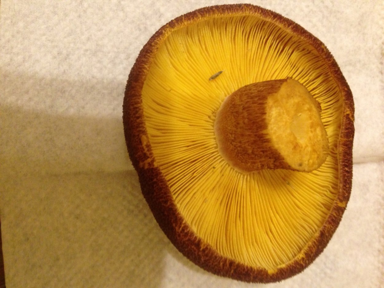 Гриб с красно-коричневой шляпкой и желтым низом