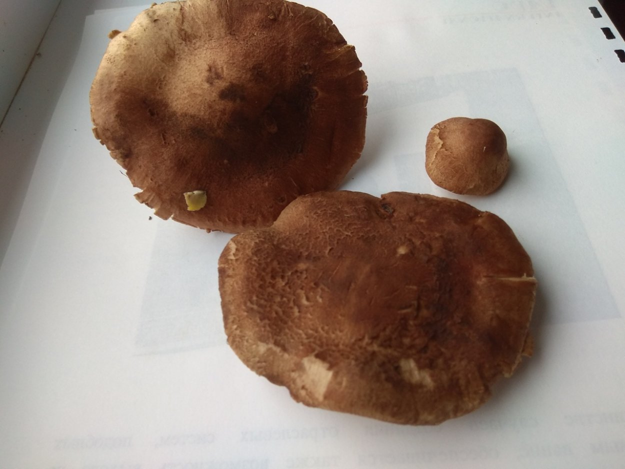 Паутинник гриб срез