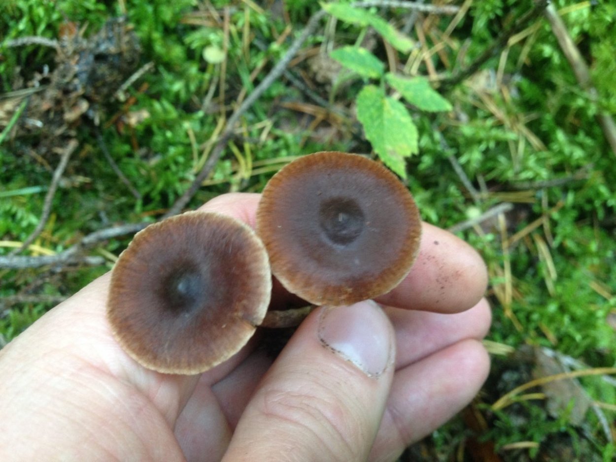 Темно коричневый гриб