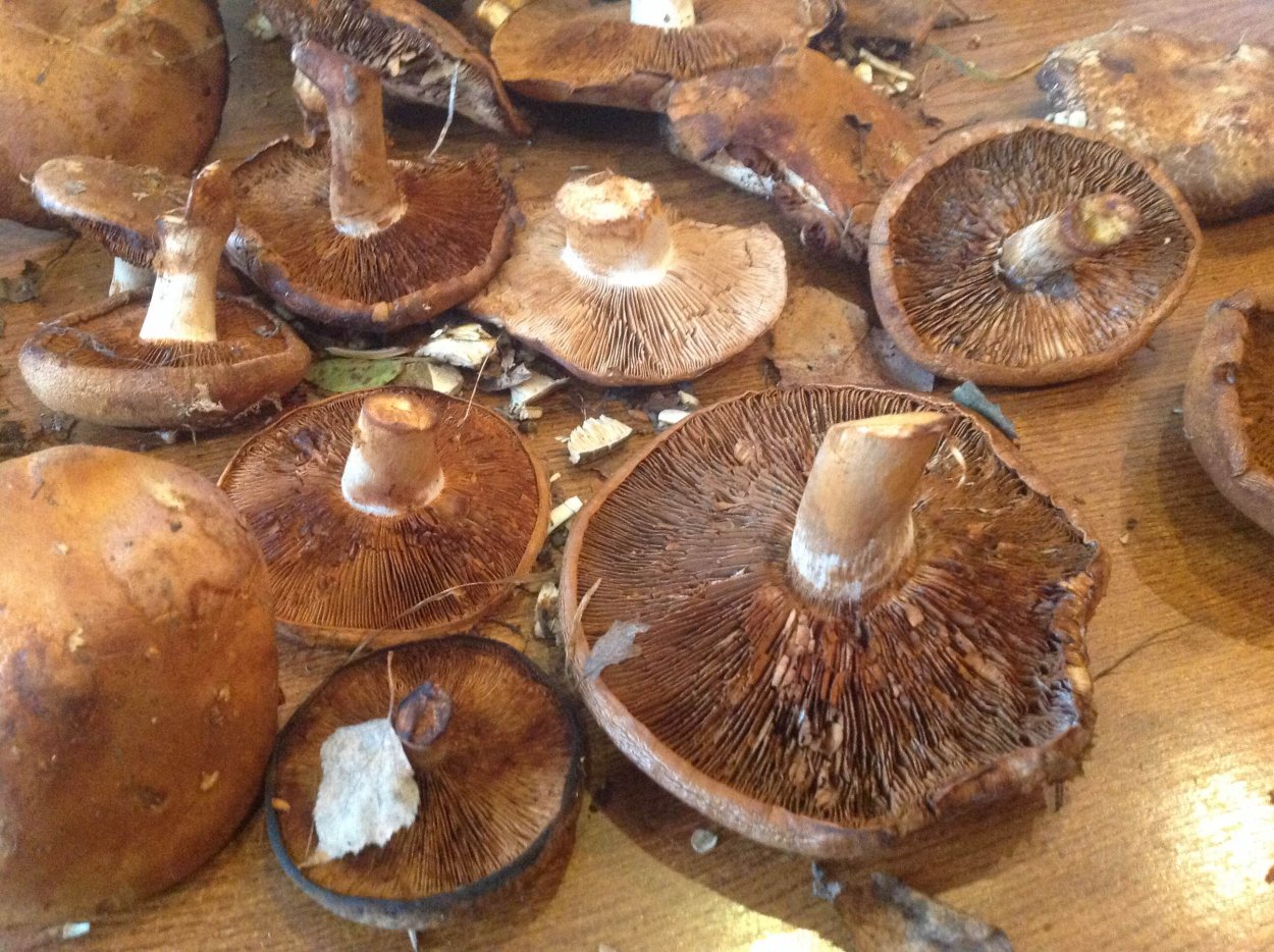 Грибы в Сосенках в октябре