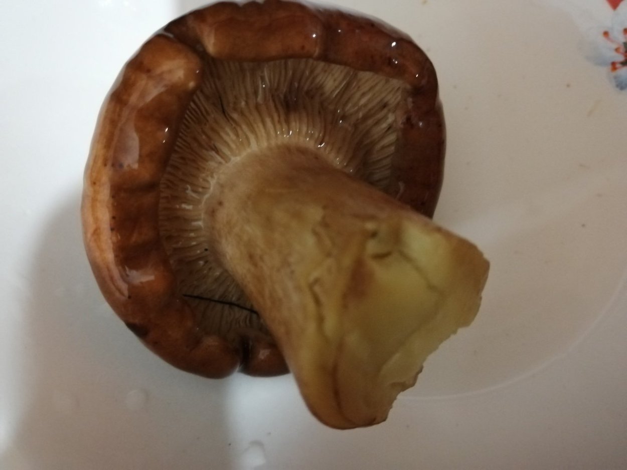 Грибы Тополиная тропка