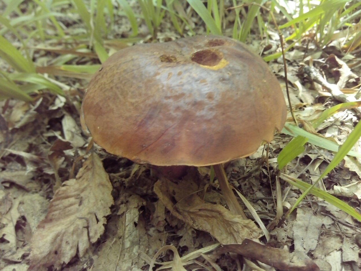 Гриб с коричневой шляпкой и белой ножкой пластинчатый