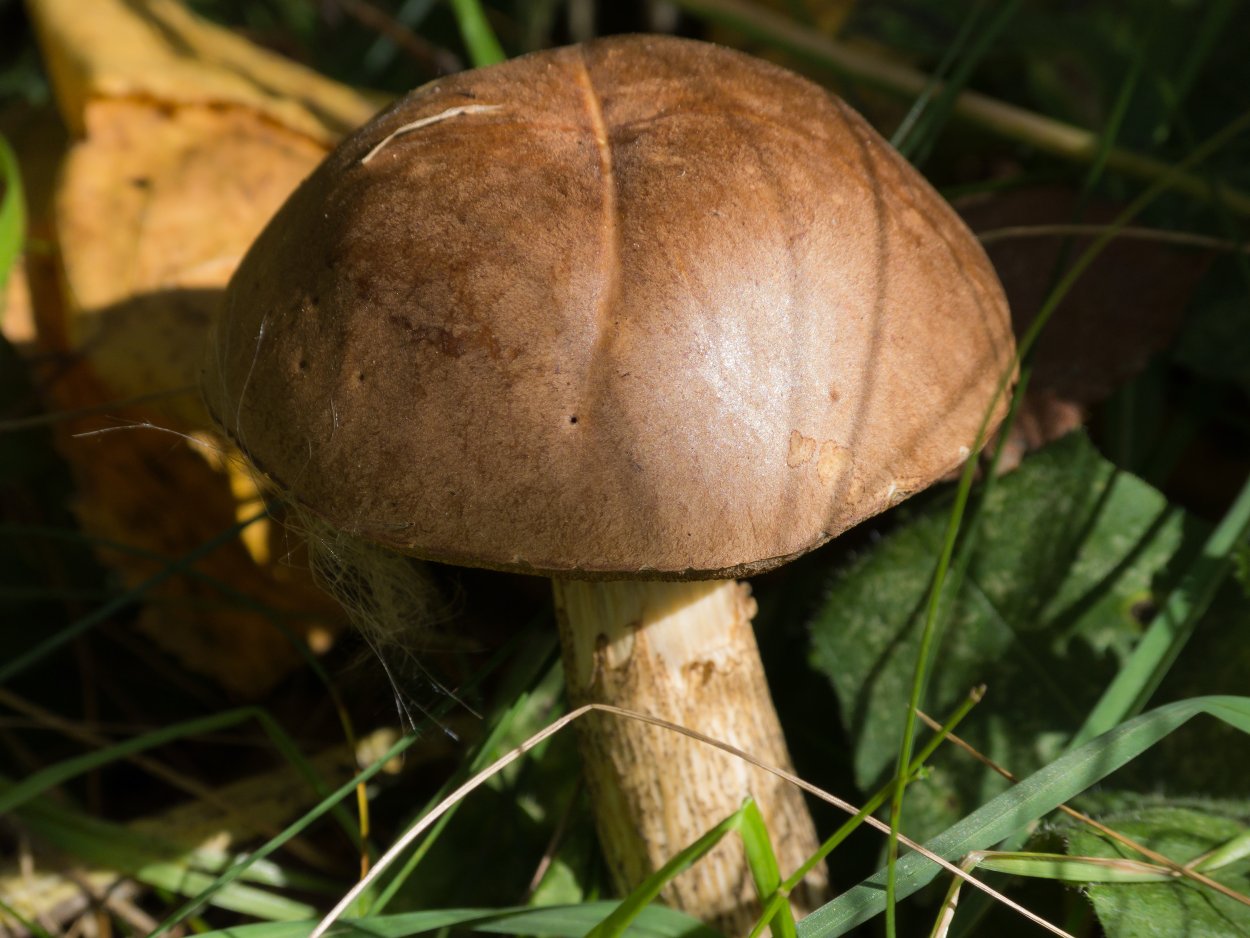 Грибы коричневые съедобные