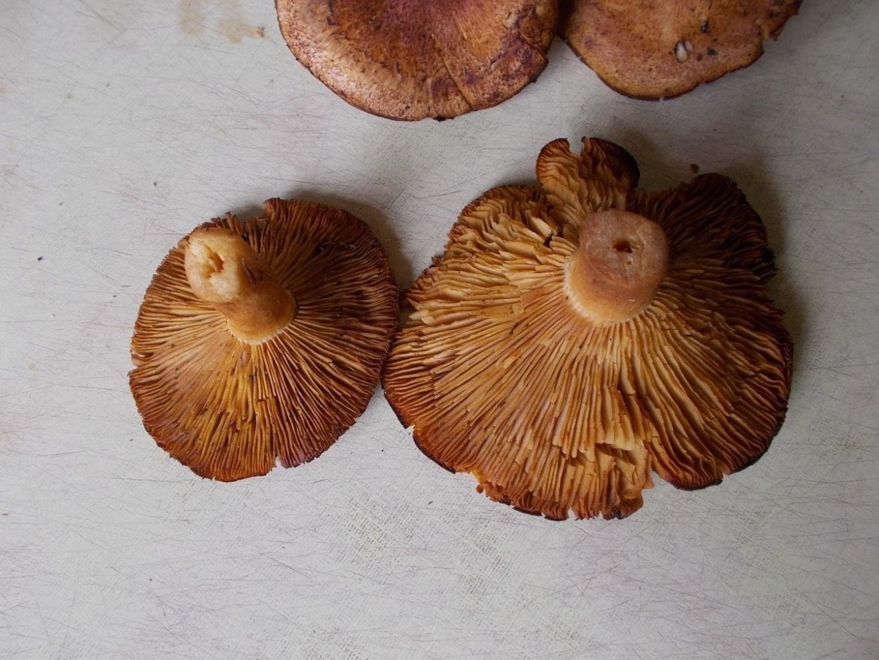 Пластинчатый гриб с толстой ножкой