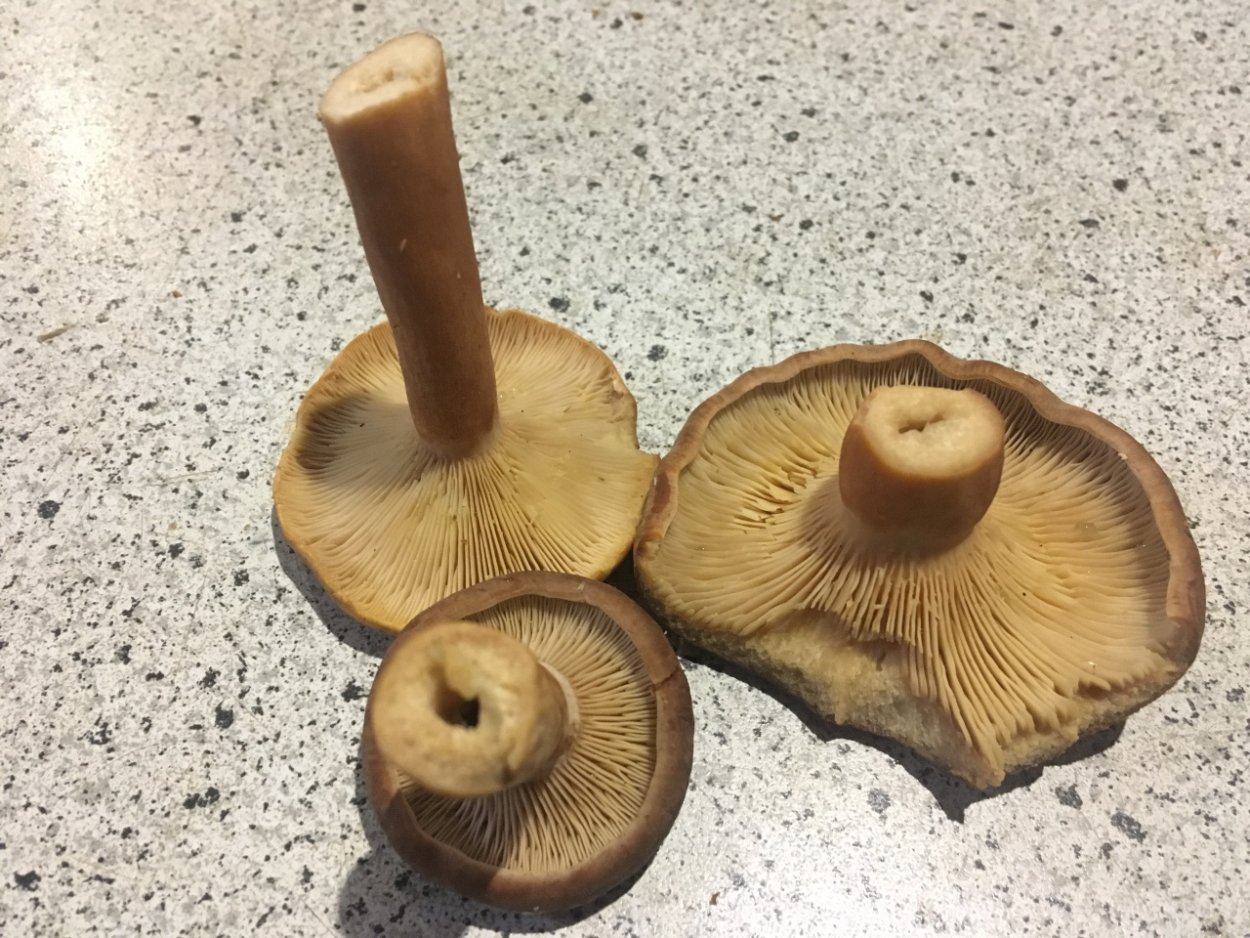 Грузди черные шитаки