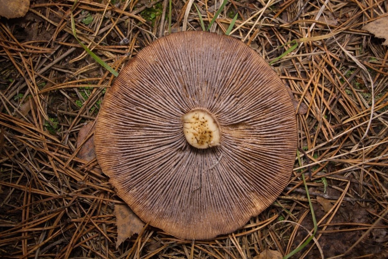 Паутинник черный