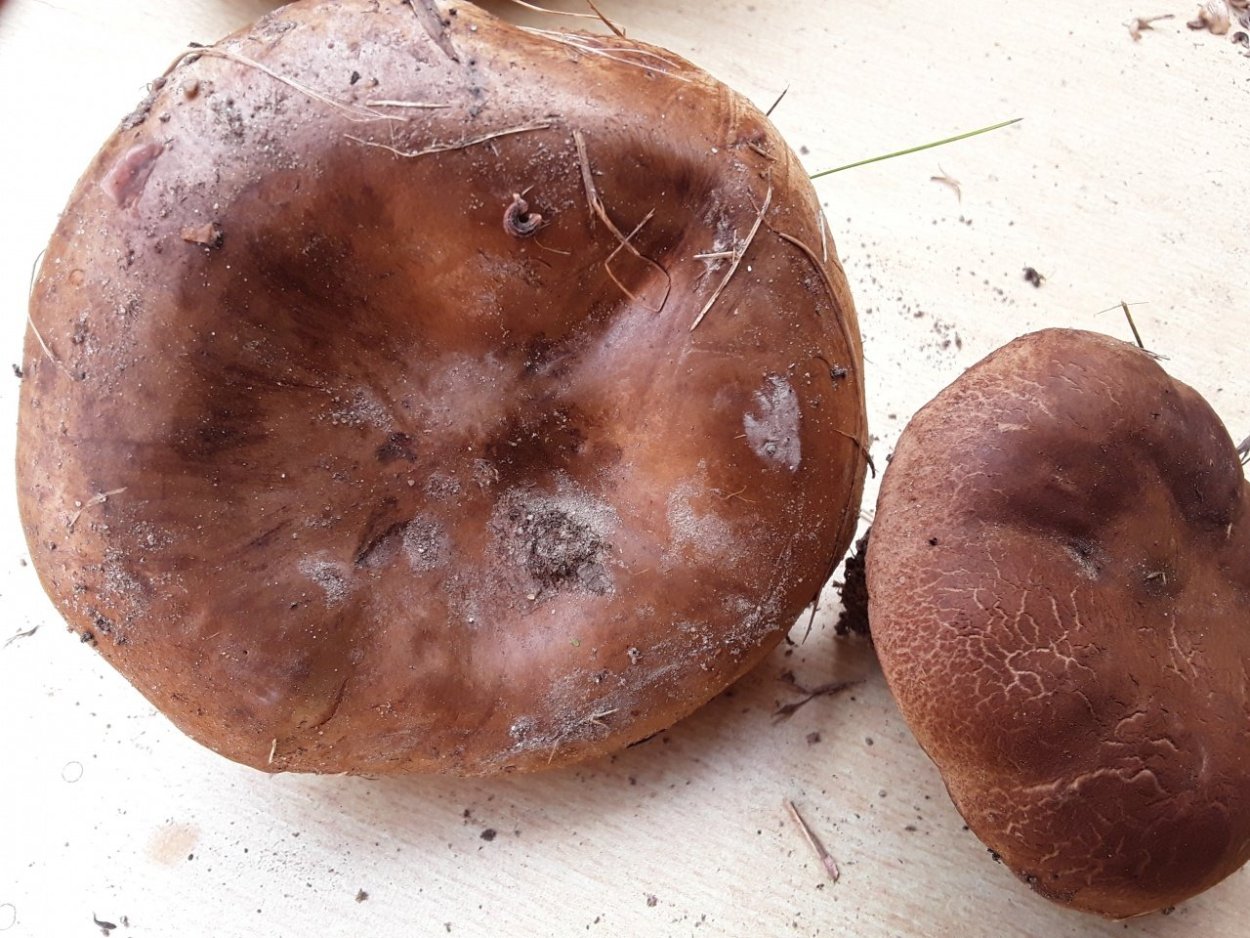 Грибы коричневые пластинчатые свинушки