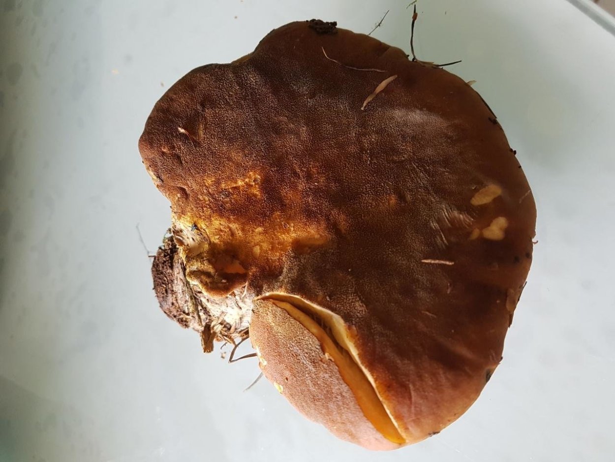 Желтый склизкий гриб