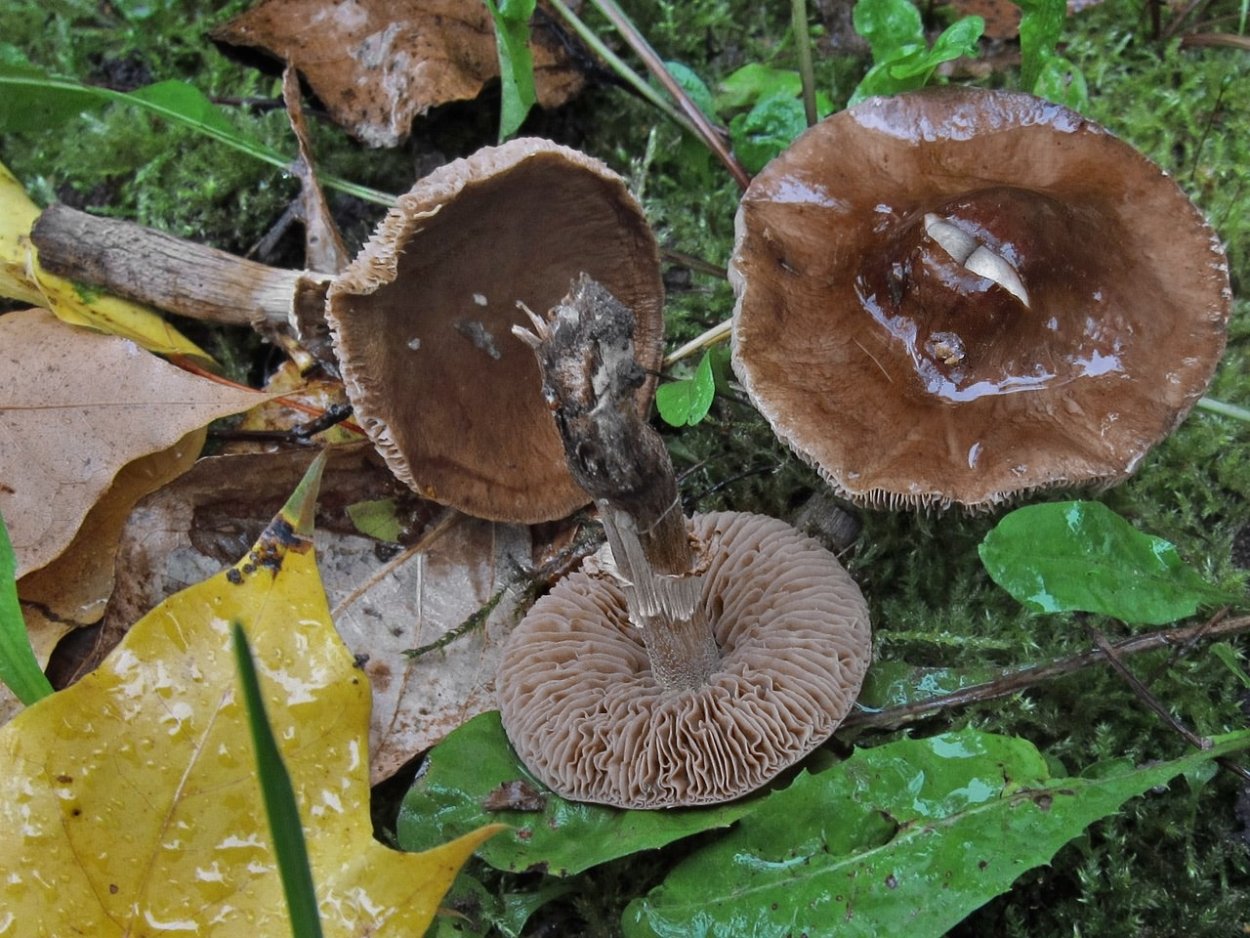 Млечник неедкий гриб