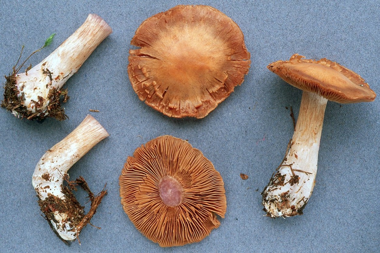 Рядовка Чешуйчатая Tricholoma imbricatum