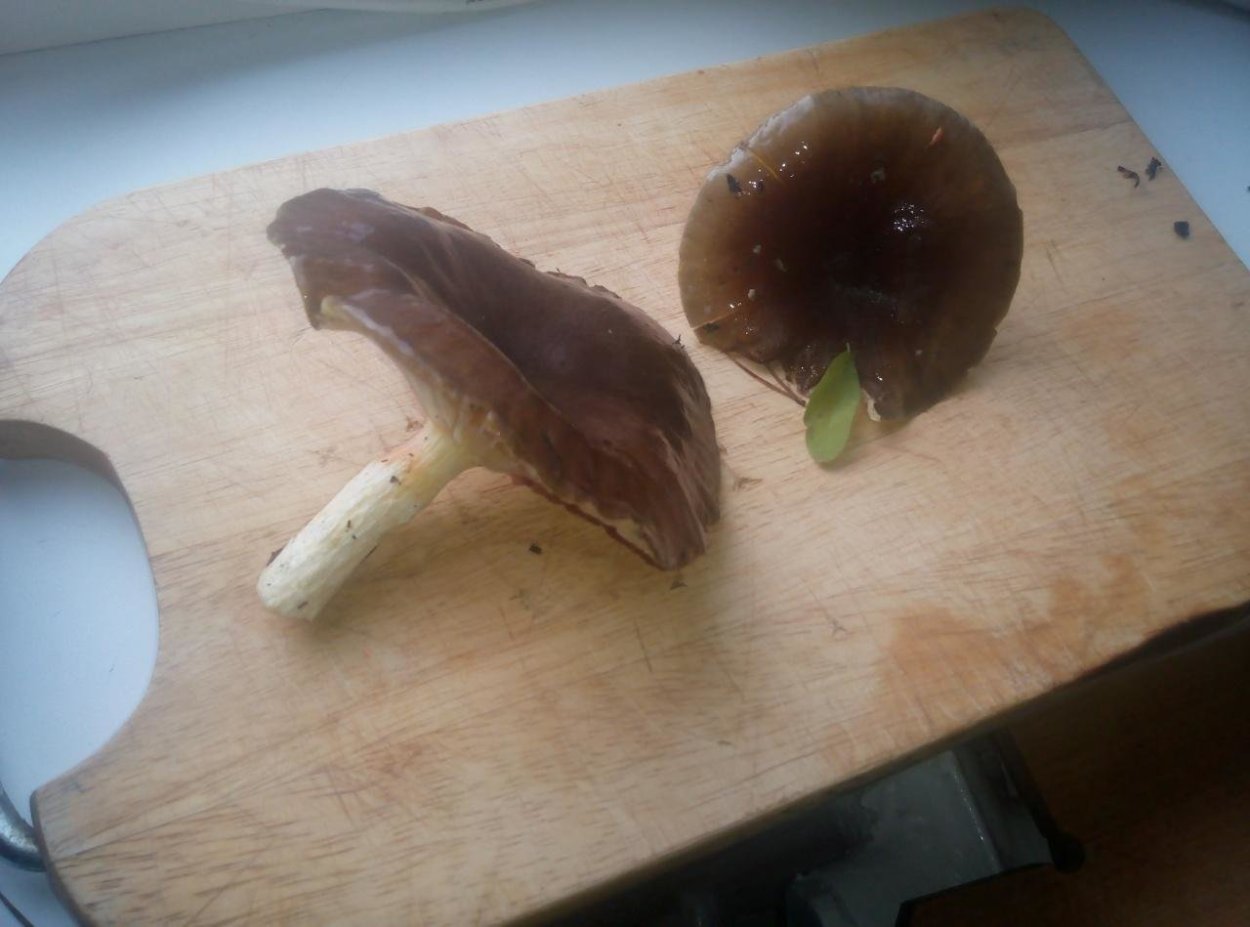 Свинушка толстая с бархатной ножкой