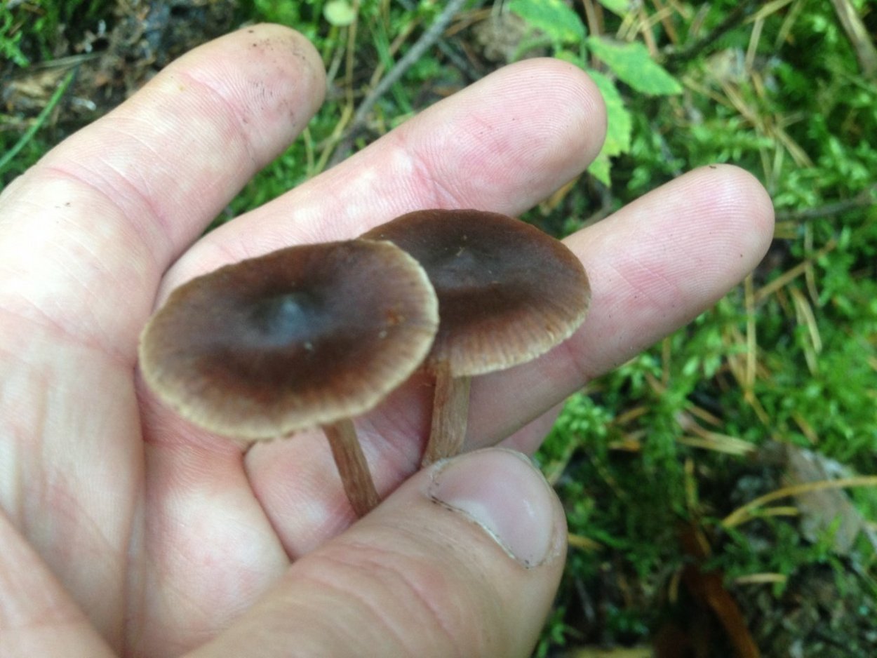 Млечник древесинный грибы