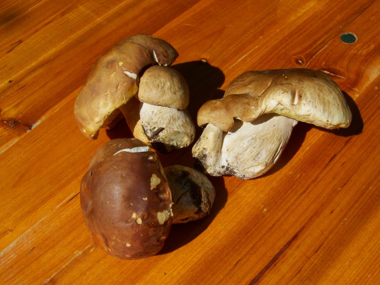 Боровик девичий (Boletus appendiculatus)